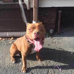 Meet your Posher, Troy